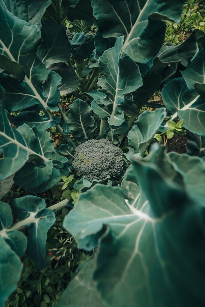 Close-up of a broccoli plant with vibrant leaves, showcasing agricultural growth.