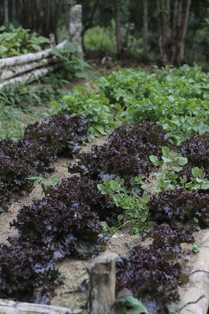 A vibrant organic vegetable garden with kale and lettuce growing abundantly in Brasil.