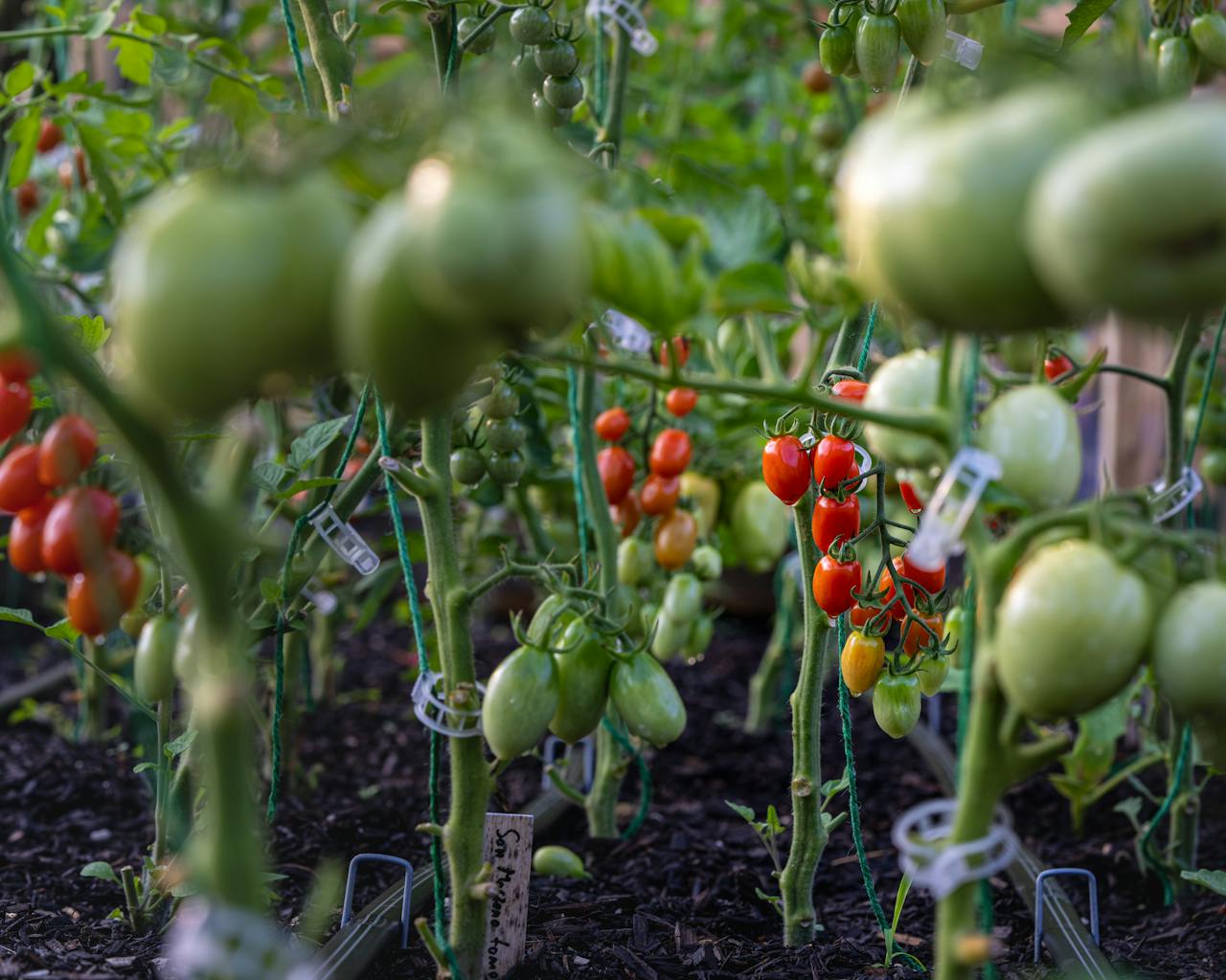 Close-up of ripe and unripe tomatoes growing on lush plants in a garden.